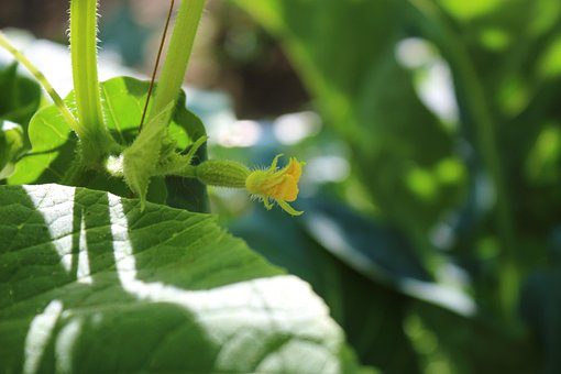 Free Bloom Plant photo and picture
