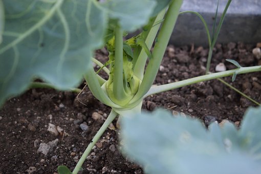 Free Kohlrabi Vegetables photo and picture