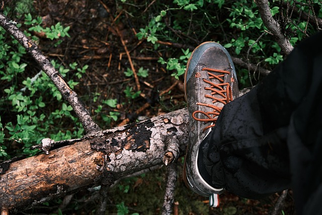 Free Forest Path photo and picture