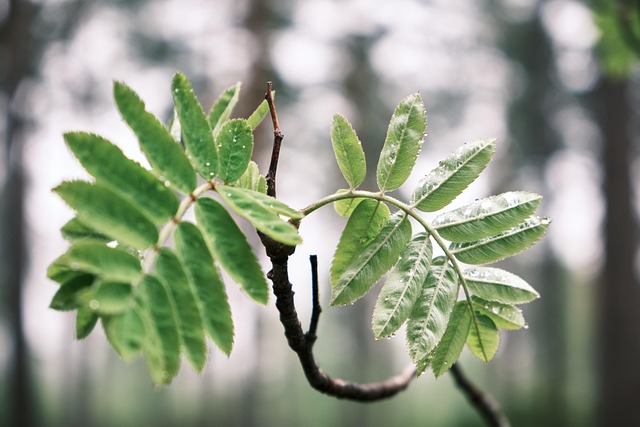 Free Tree Mountain Ash photo and picture