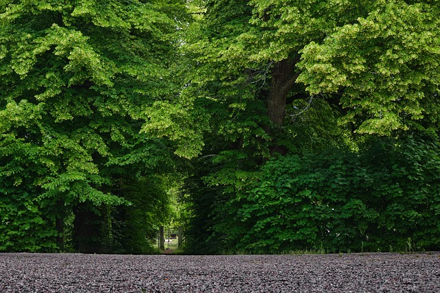 Free Trees Forest photo and picture