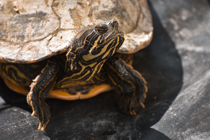 100+ Free Slow Turtles & Turtle Photos - Pixabay