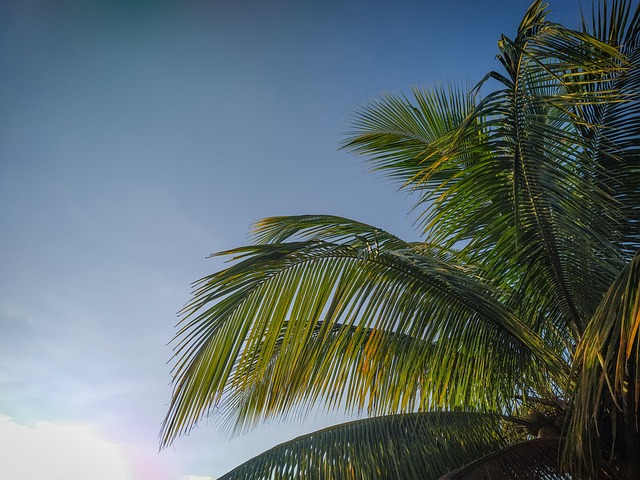 Free Summer Nature photo and picture