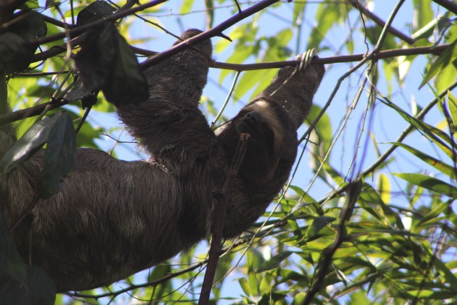 Animal, Paresseux, Mammifère, Espèce