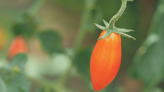 Free Tomato Food photo and picture