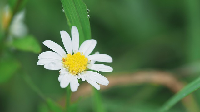 Free Yellow Flower photo and picture