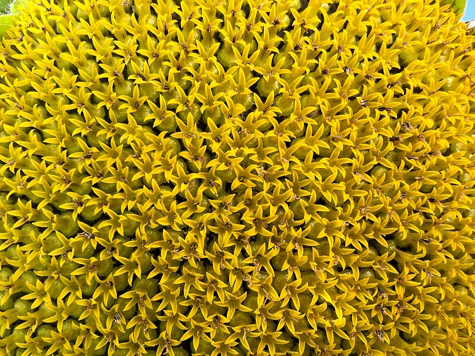 sunflower-7323509_960_720.jpg