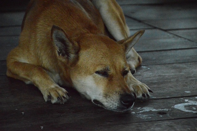 Free Dog Pet photo and picture
