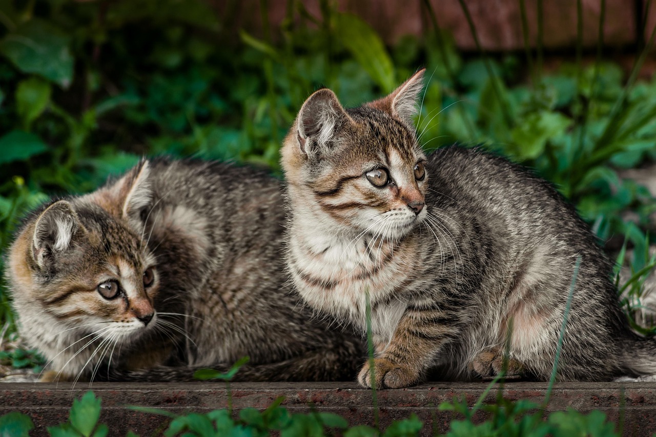 Chats Chatons Animaux Domestiques Photo Gratuite Sur Pixabay