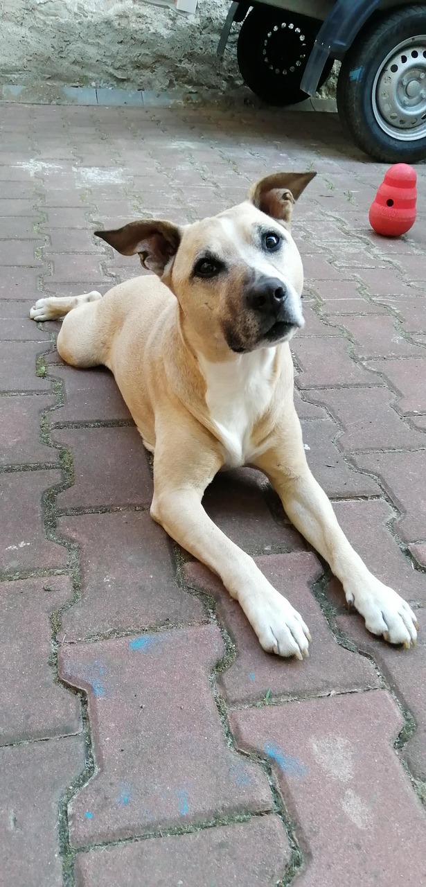 Crossbreed Pet Staford Free Photo On Pixabay Pixabay