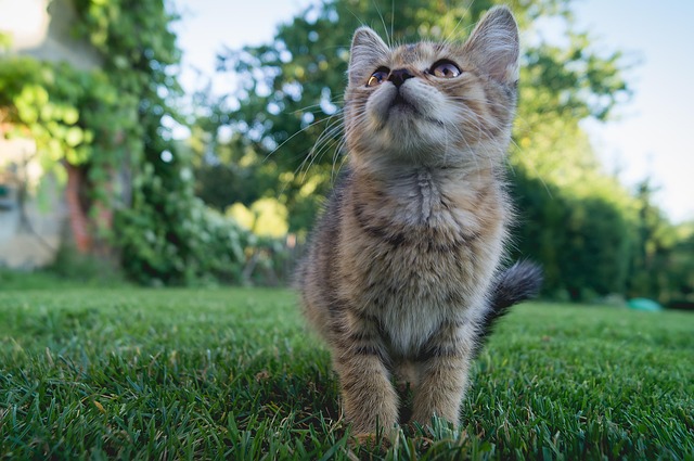 Gato, Gatinho, Grama, Felino, Relva