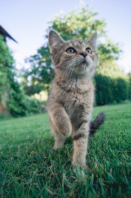 Gato, Gatinho, Grama, Felino, Relva