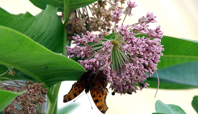 Free Milkweed Pollination photo and picture