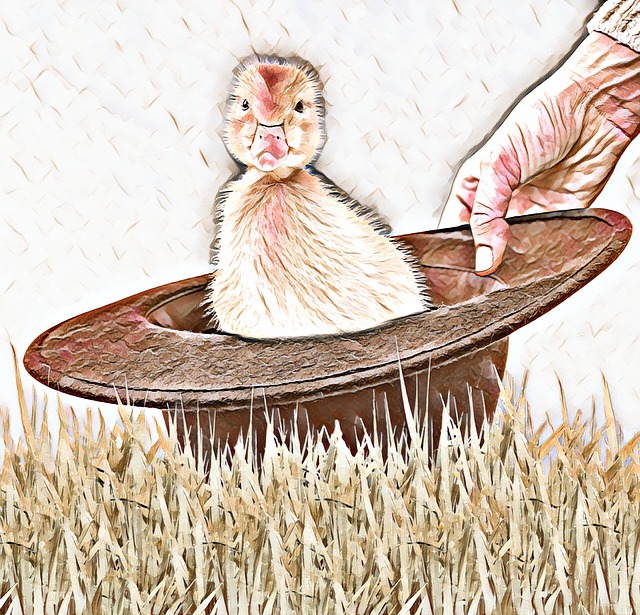 Free duckling farm life farming illustration