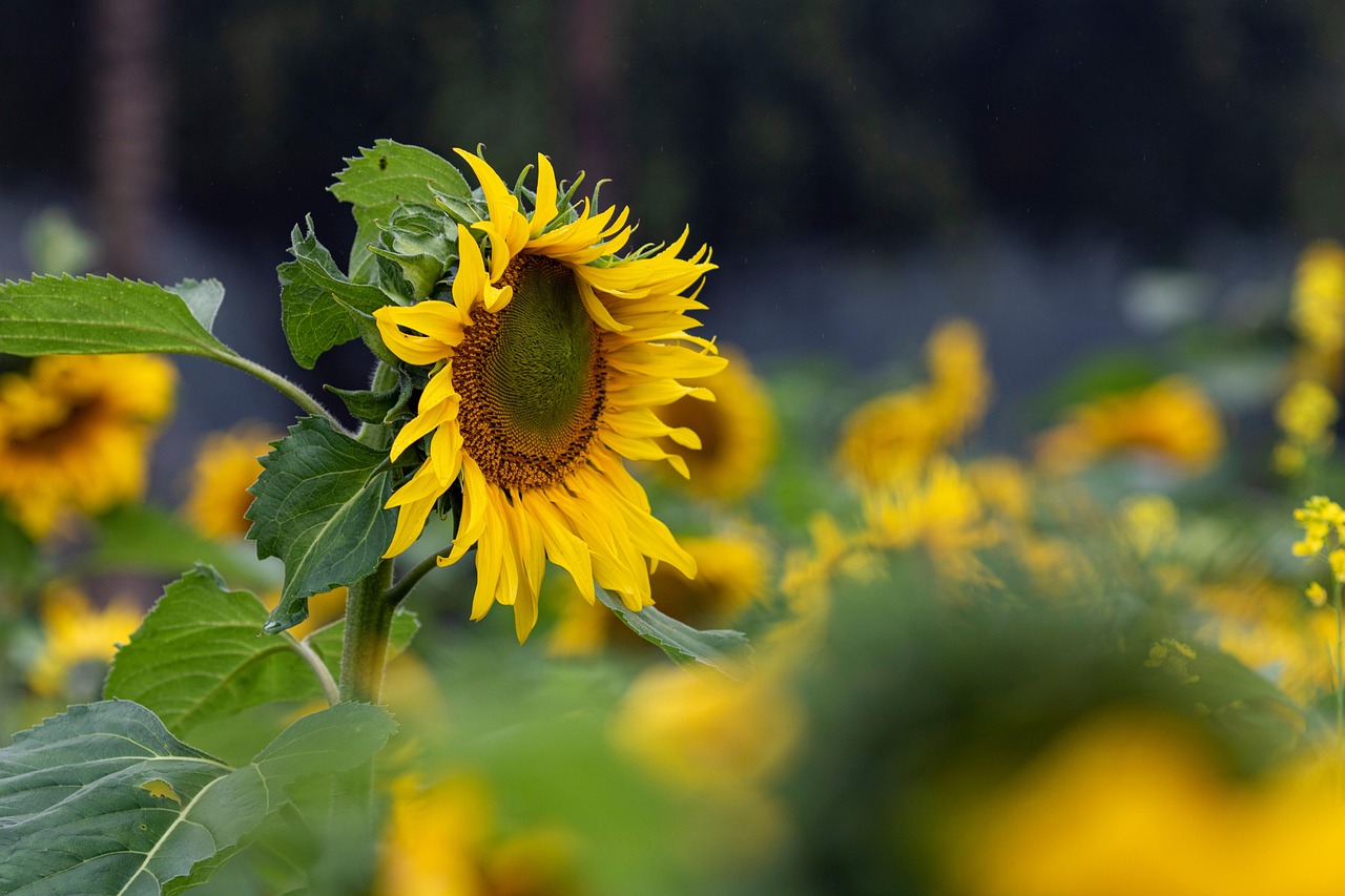https://cdn.pixabay.com/photo/2022/07/15/23/48/sunflowers-7324176_1280.jpg