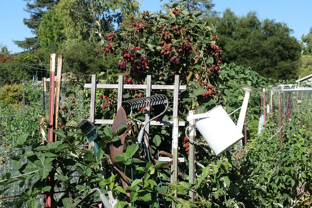 Free Garden Berries photo and picture