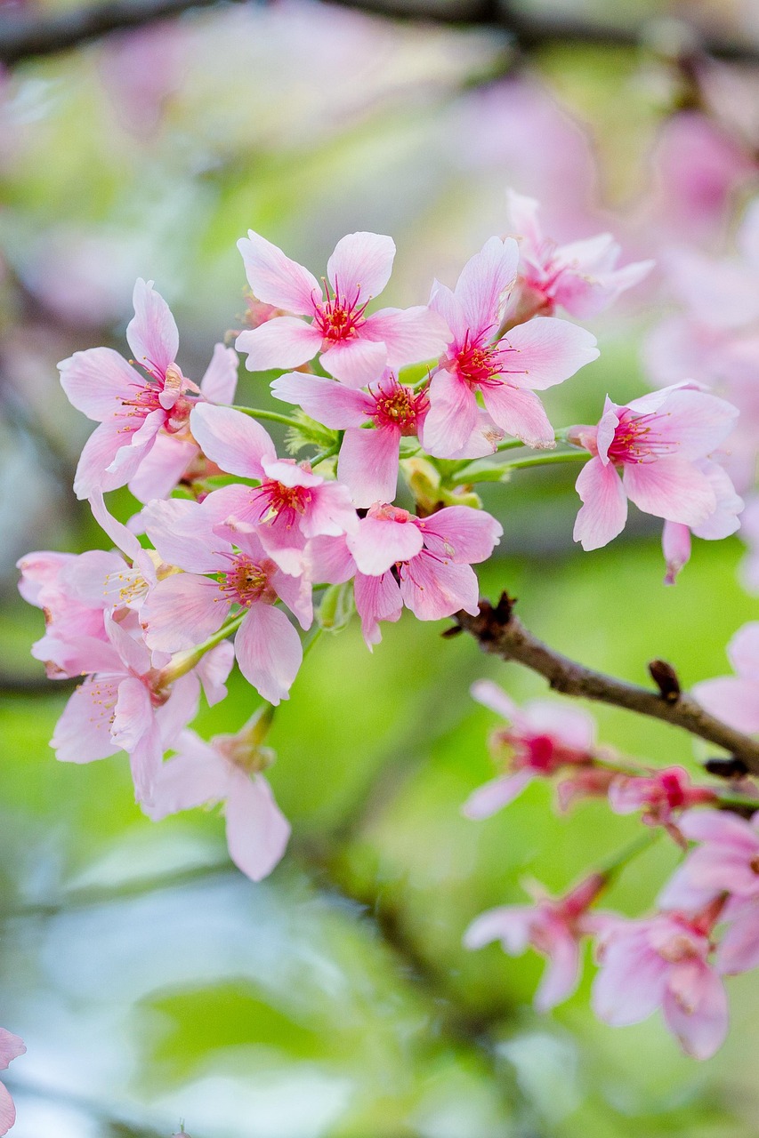 Cherry Blossoms Flowers Branch Free photo on Pixabay Pixabay