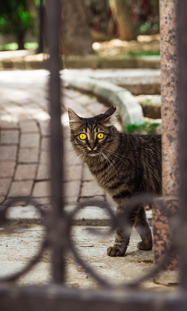 Free Cat Feline photo and picture