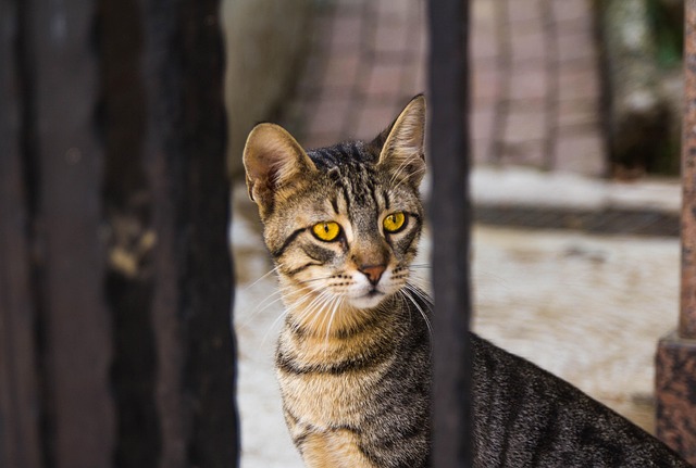 Free Cat Pet photo and picture