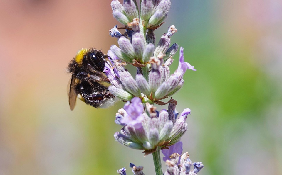 Bumblebee Lavender Pollination - Free photo on Pixabay