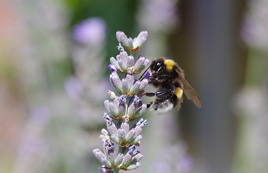 Hummel, Biene, Lavendel