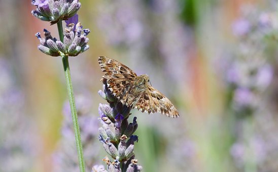 Schmetterling, Kapitän, Lavendel