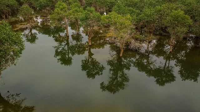 Træer, Natur, Sky, Reflekterende