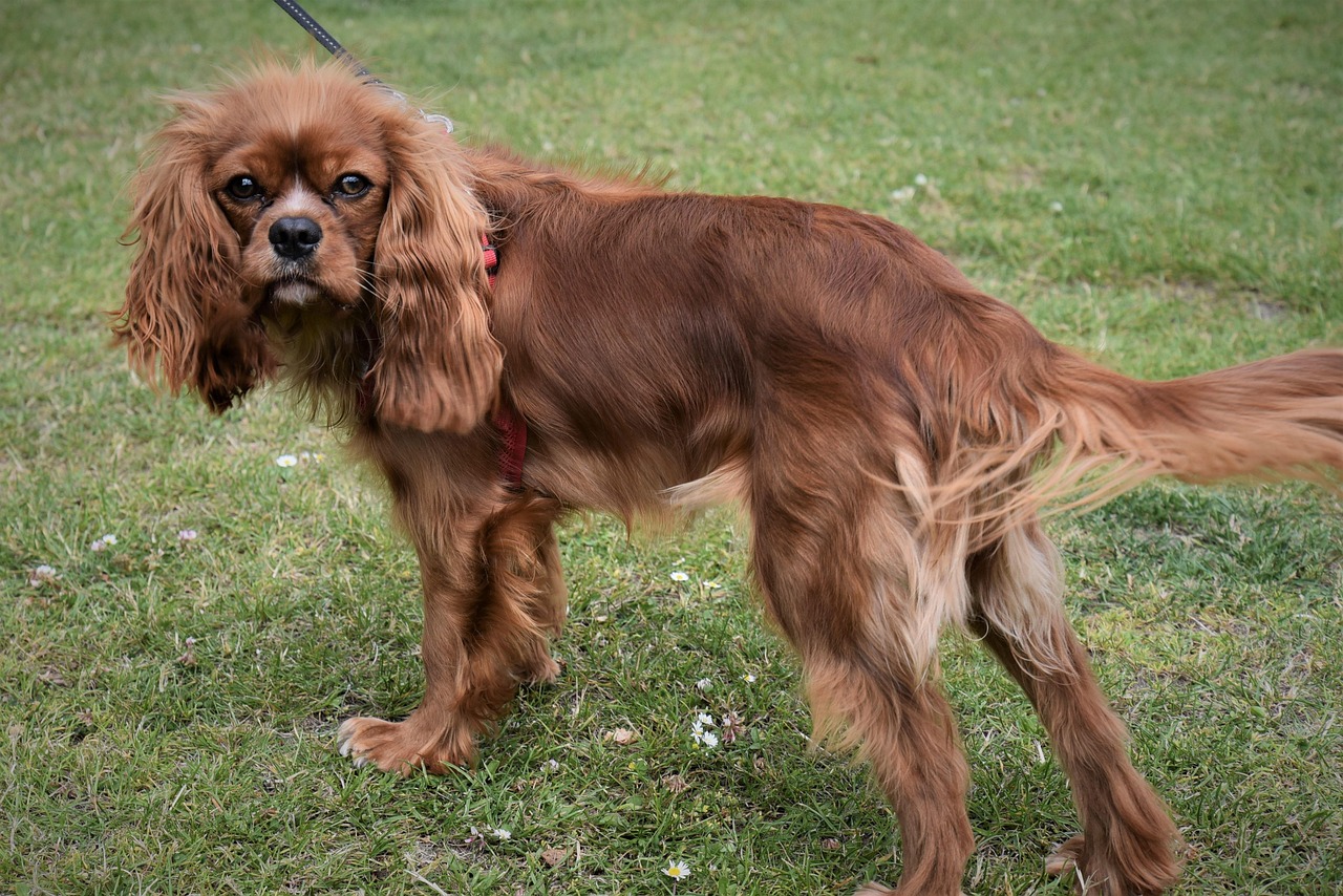 狗 宠物 犬类 - Pixabay上的免费照片 - Pixabay