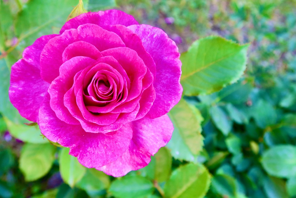 rose-7325059_960_720.jpg