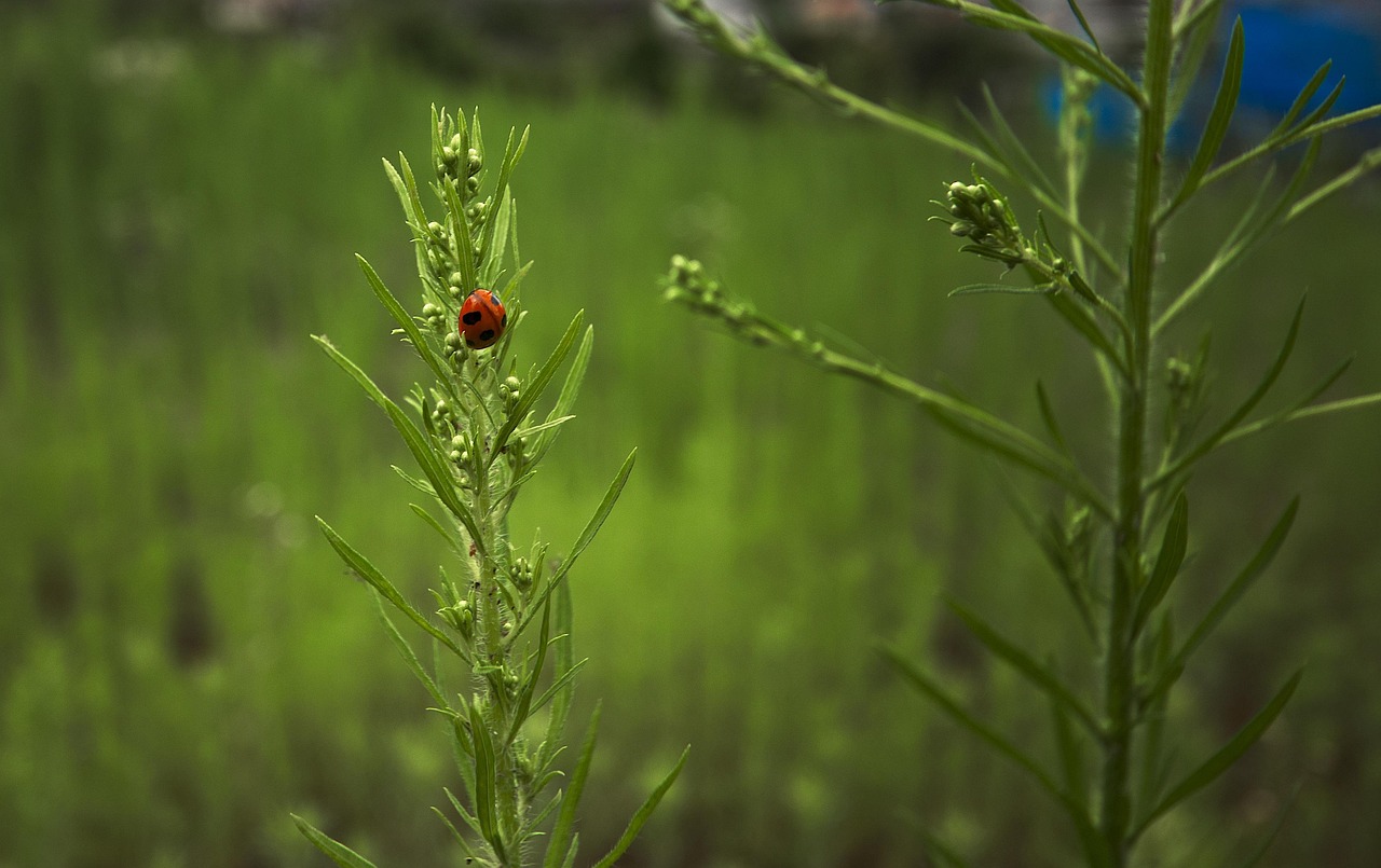 Feild Insect Ladybug Field Insect - Free photo on Pixabay - Pixabay