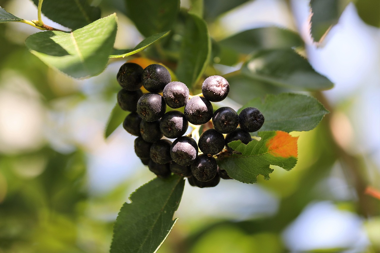 Native chokeberry berries