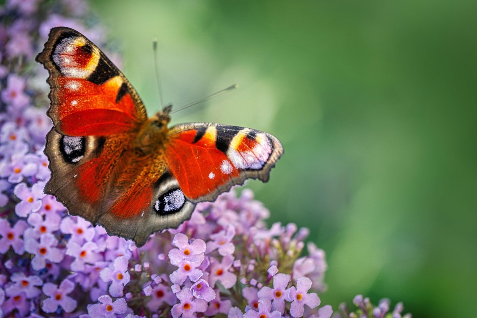 butterfly-7325377_960_720.jpg