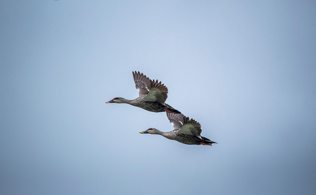 Birds Ducks Ornithology - Free photo on Pixabay - Pixabay