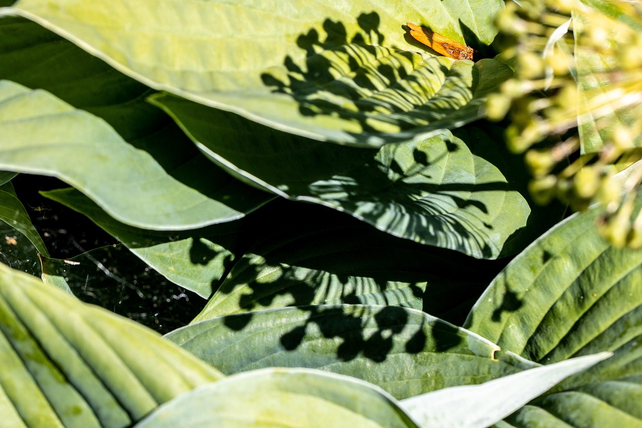 OMBRE FOLIAGE BRITTANY