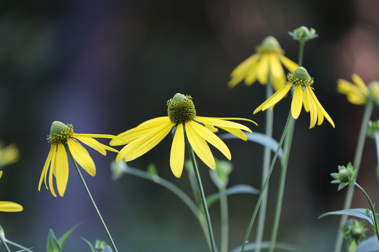 https://cdn.pixabay.com/photo/2022/07/16/18/36/arnica-7325728_1280.jpg