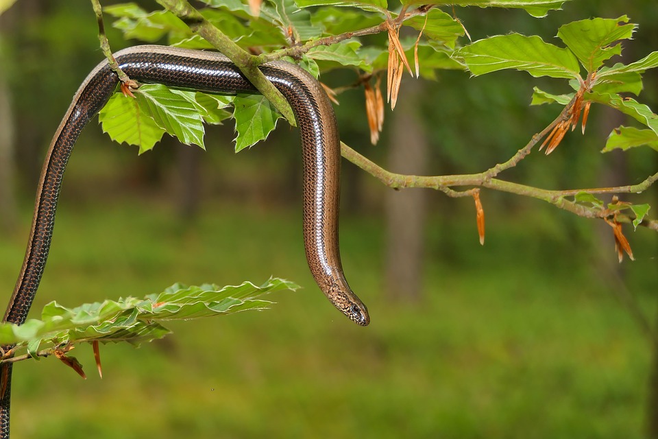 【絶版】Mark Laita SCHLANGEN 爬虫類ヘビ写真集 Introducing the scariest snake in my home - YouTube