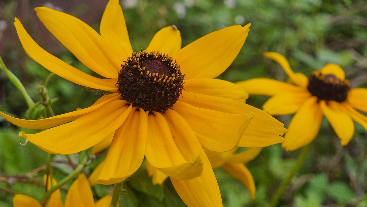 Sitemapcdatahttpwweinfbizidphoto De Profil Nature Fleur