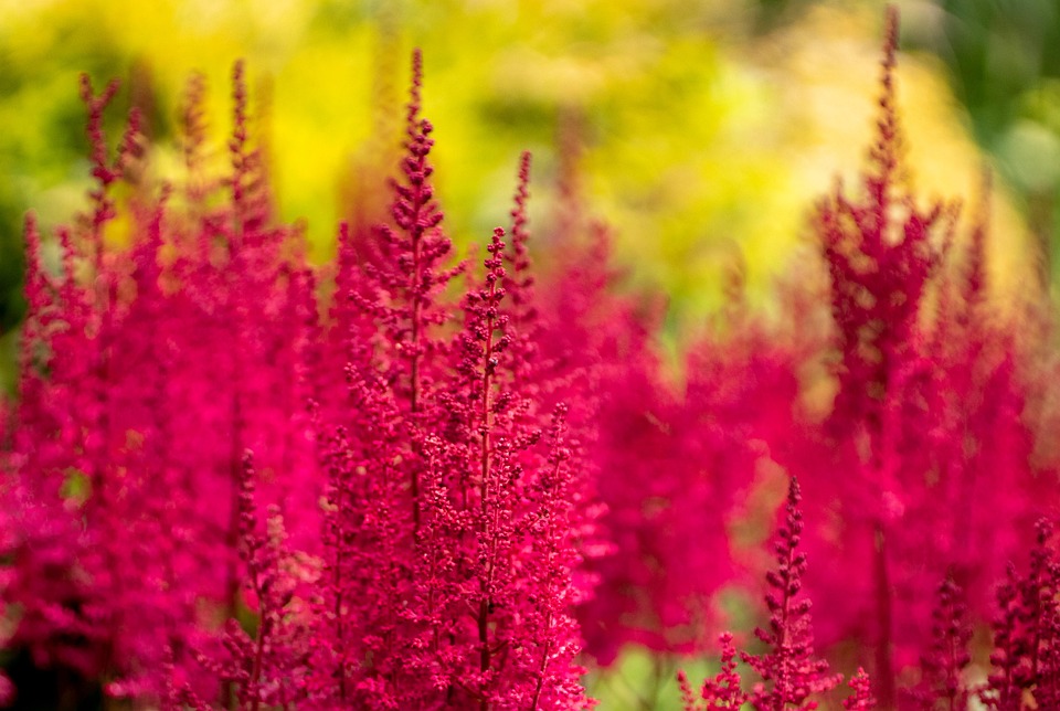 Bunga-Bunga Bloom Kebun - Foto gratis di Pixabay - Pixabay