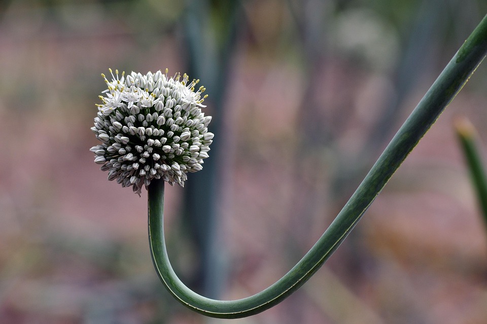garden-7326619_960_720.jpg