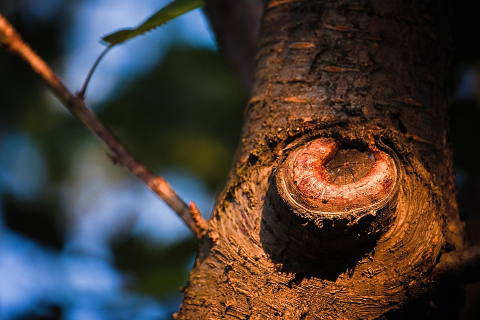 Tree Trunk Root - Free photo on Pixabay