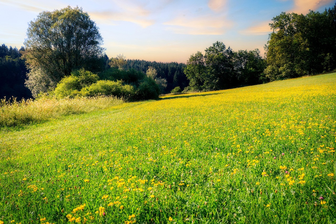 Flower Meadow Hill Slope Free photo on Pixabay Pixabay