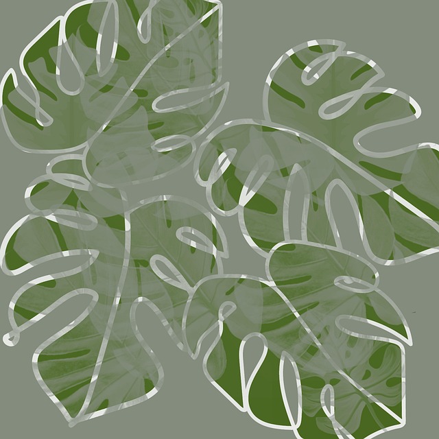 Monstera, Natur, Pflanze, Blatt