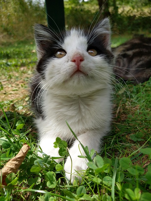 Free Cat Kitten photo and picture