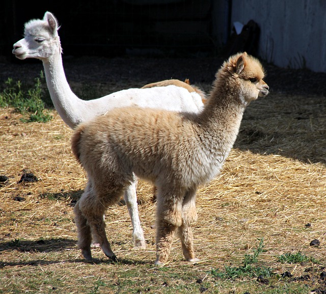 Free Alpaca White photo and picture