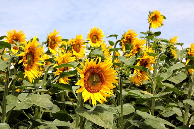 Free Sunflowers Summer photo and picture