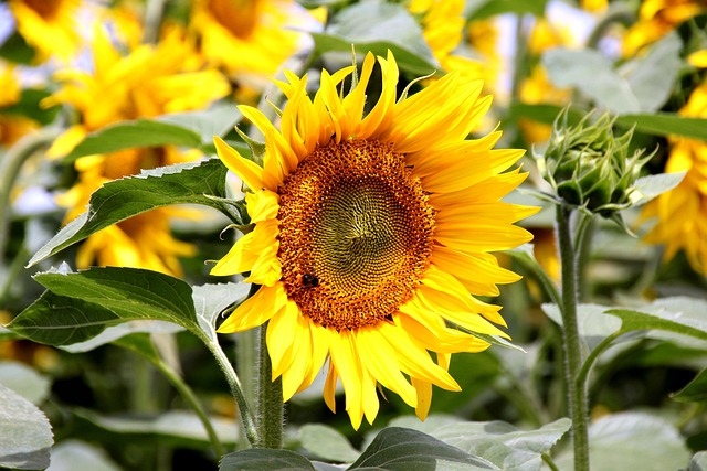Free Sunflower Insect photo and picture