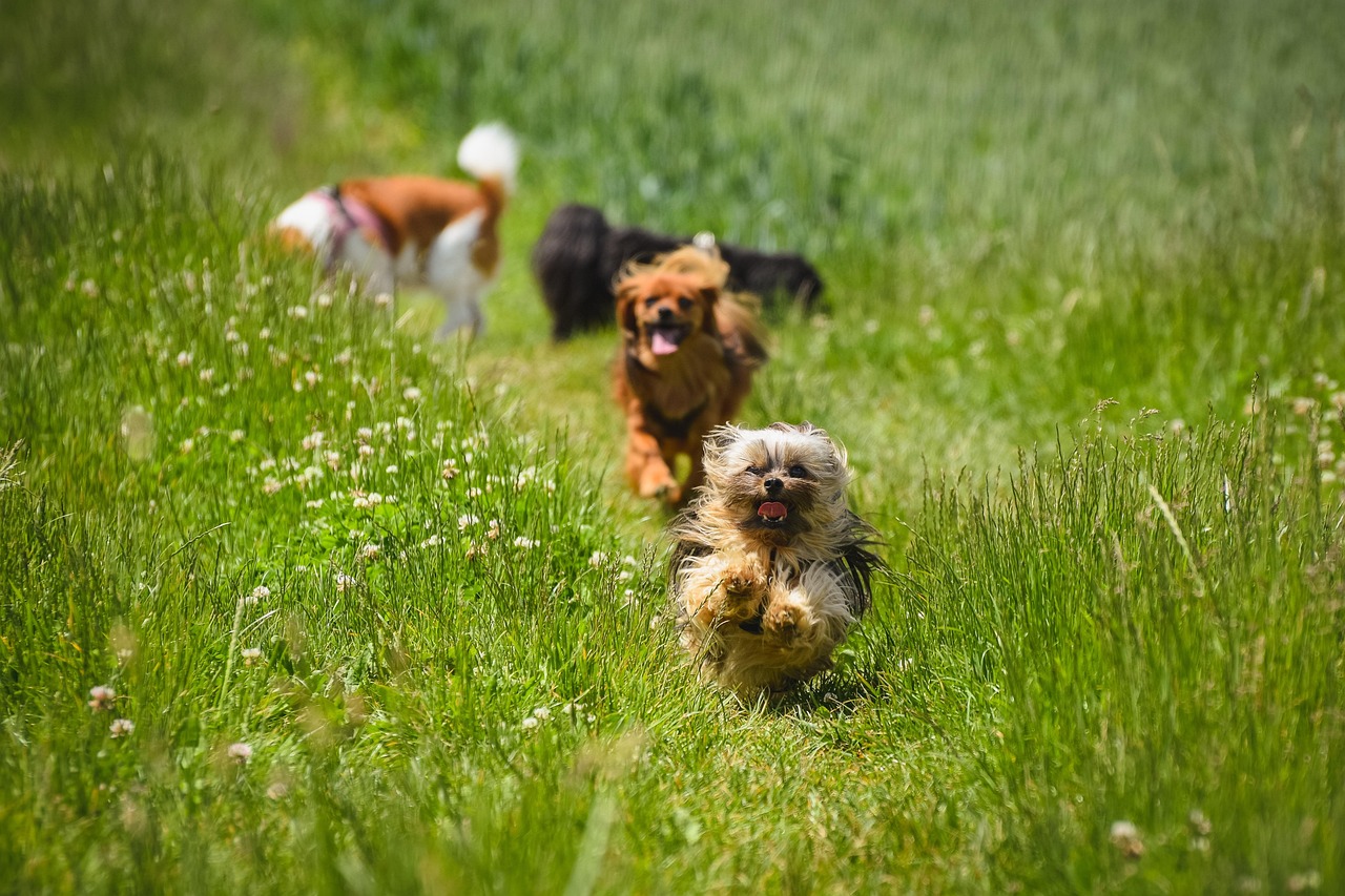 Chihuahua Bolonka - free online jigsaw puzzle photo