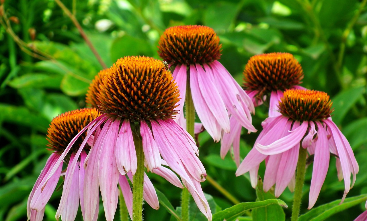Sonnenhut Blumen Garten Pinke Kostenloses Foto auf Pixabay Pixabay