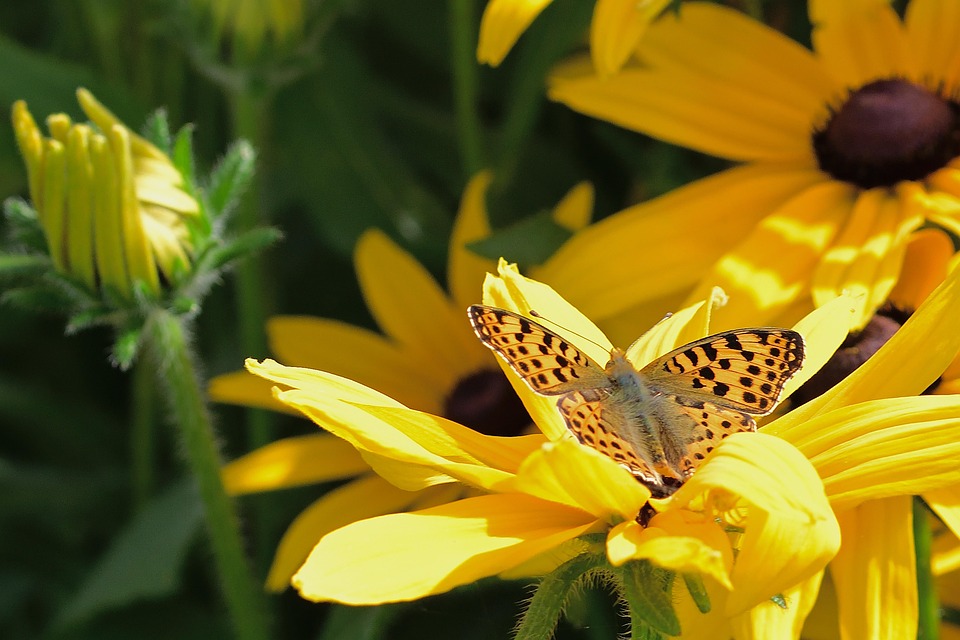 fritillary-butterfly-7327795_960_720.jpg