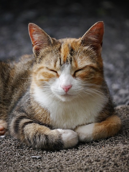 猫 猫科动物 国内的 - Pixabay上的免费照片